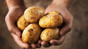 Potato